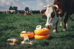 Boska Kaasset Delfts Blauw - Kaasschaaf - Kaasrasp - Kaasschaaf Voor Alle Soorten Kaas - Hollands Cadeau - Cadeauset - Giftset - Cadeautips - Keukengerei - Keuken Accessoires - 10 Jaar Garantie -Merkloos Winkel 1200x799 162