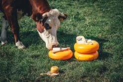 Boska Kaasrasp Delfts Blauw - Kaasrasp Voor Harde Kaas - Hollands Cadeau - Oer-Hollands - Cadeauset - Giftset - Cadeautips - Keukengerei - Keuken Accessoires - 10 Jaar Garantie -Merkloos Winkel 1200x799 181