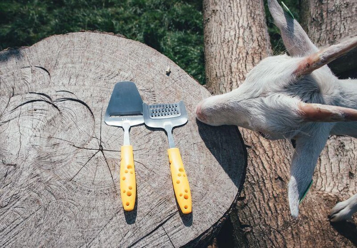 Boska Kaasschaaf Cheesy - Kaasschaaf Harde Kaas - Kaasschaaf Voor Oude Kaas - Groenteschaaf - Groentesnijder - Vaatwasserbestendig - Gele Kaasschaaf - Multifunctionele Kaasschaaf - RVS - Keukengerei - Keuken Accessoires - 10 Jaar Garantie 4 Boska Kaasschaaf Cheesy - Kaasschaaf Harde Kaas - Kaasschaaf Voor Oude Kaas - Groenteschaaf - Groentesnijder - Vaatwasserbestendig - Gele Kaasschaaf - Multifunctionele Kaasschaaf - RVS - Keukengerei - Keuken Accessoires - 10 Jaar Garantie - Afbeelding 4